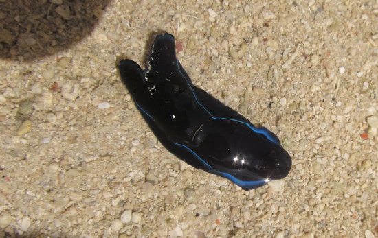  Philinopsis gardineri (Gardiner’s Headshield Slug)